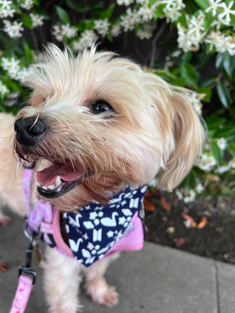 Black Swan Pet Bandana