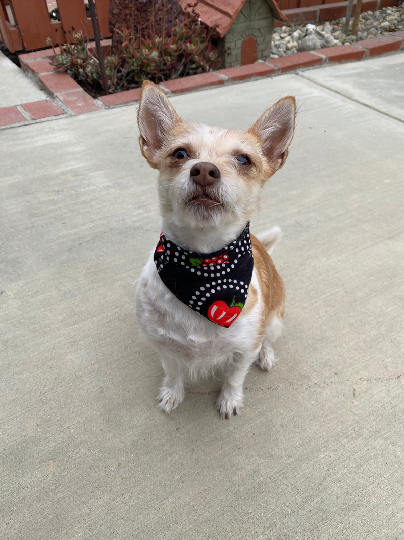 Grandma's Favorite Pet Bandana